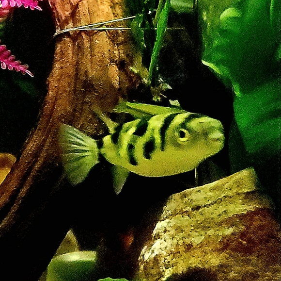 Meet your Posher, Susan - Picture 4 of 6